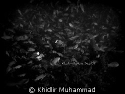 looking for Sea leafy dragon? by Khidlir Muhammad 